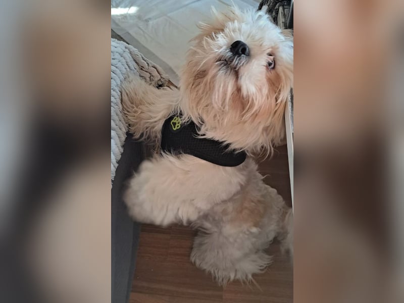 *** FLOCKE - Shih Tzu  Rüde  ***