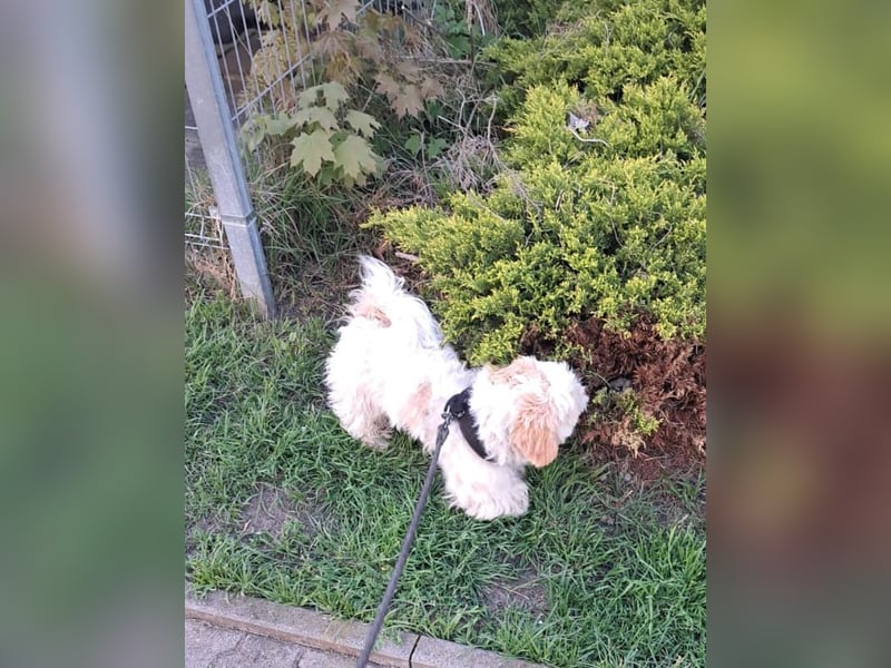 *** FLOCKE - Shih Tzu  Rüde  ***