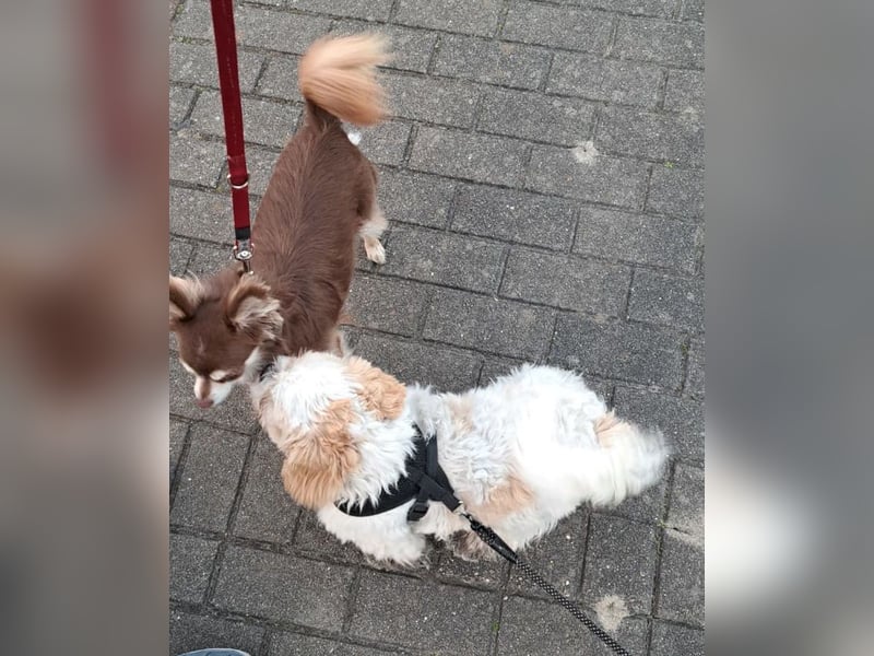 *** FLOCKE - Shih Tzu  Rüde  ***
