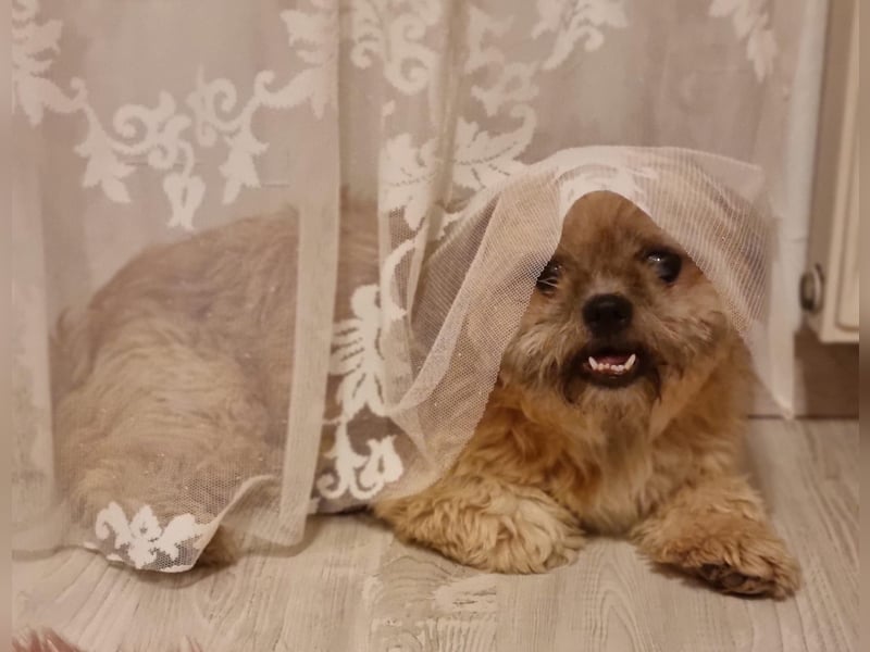 Shih Tzu Fan`s aufgepasst: der katzenverträgliche LEO wartet in Kamp-Lintfort auf DICH!  MIT VIDEO!