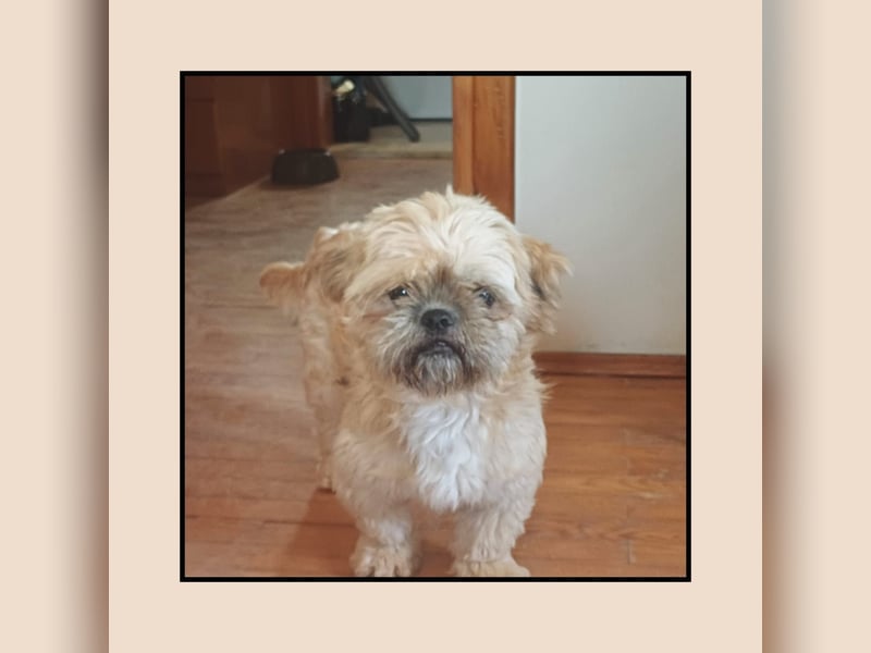 Shih Tzu Fan`s aufgepasst: hier kommt der anhängliche u. katzenverträgliche LEO! MIT VIDEO!