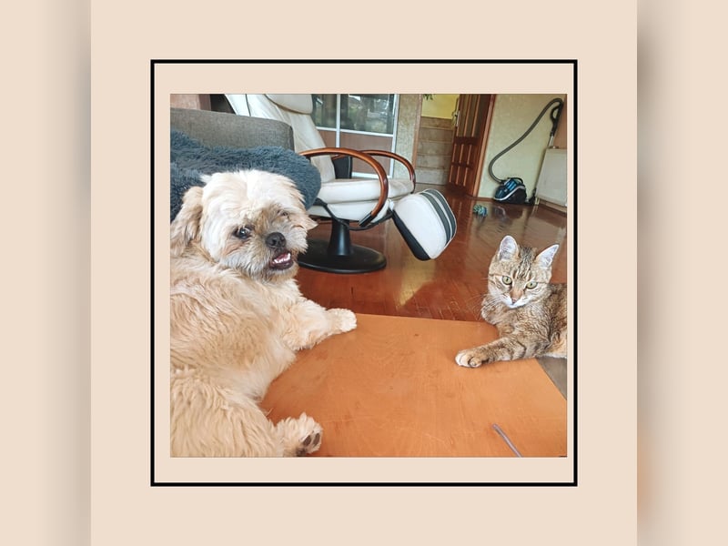 Shih Tzu Fan`s aufgepasst: hier kommt der anhängliche u. katzenverträgliche LEO! MIT VIDEO!