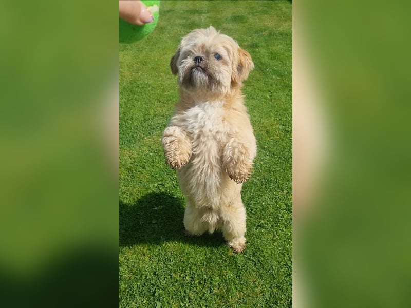 Shih Tzu Fan`s aufgepasst: der katzenverträgliche LEO wartet in Kamp-Lintfort auf DICH!  MIT VIDEO!