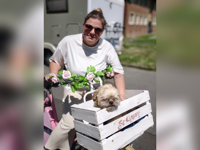 Shih Tzu Fan`s aufgepasst: der katzenverträgliche LEO wartet in Kamp-Lintfort auf DICH!  MIT VIDEO!