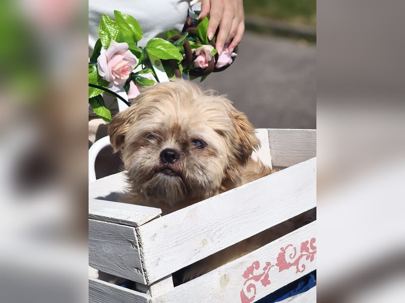 Shih Tzu Fan`s aufgepasst: der katzenverträgliche LEO wartet in Kamp-Lintfort auf DICH!  MIT VIDEO!