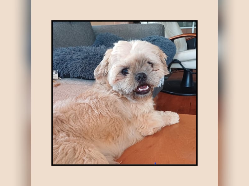 Shih Tzu Fan`s aufgepasst: hier kommt der anhängliche u. katzenverträgliche LEO! MIT VIDEO!