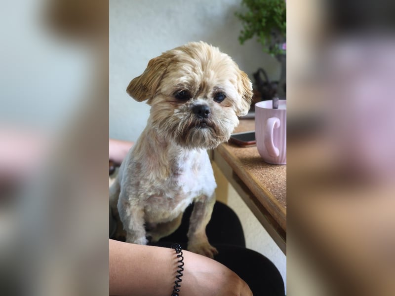 Shih Tzu Fan`s aufgepasst: der katzenverträgliche LEO wartet in Kamp-Lintfort auf DICH!  MIT VIDEO!