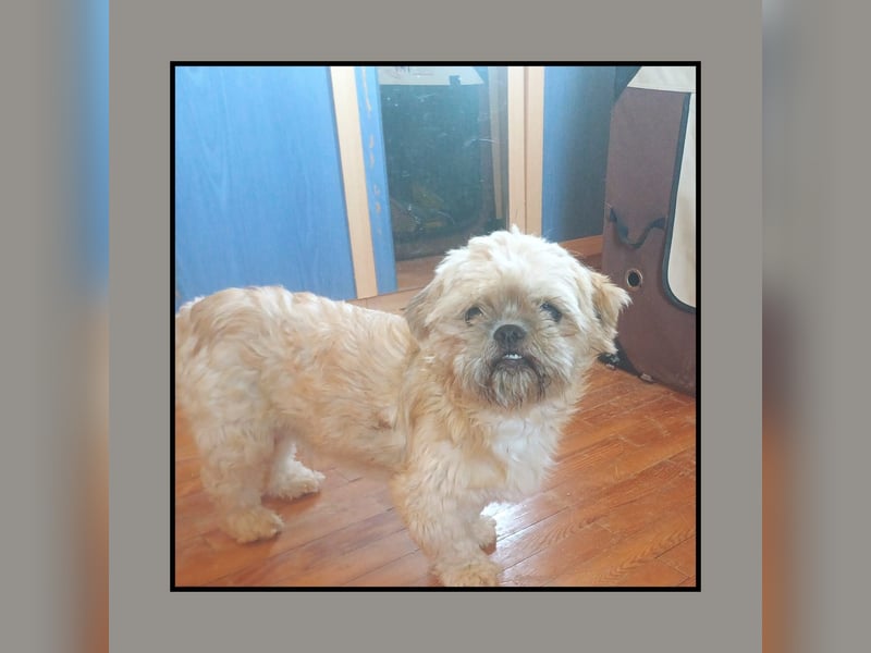 Shih Tzu Fan`s aufgepasst: hier kommt der anhängliche u. katzenverträgliche LEO! MIT VIDEO!