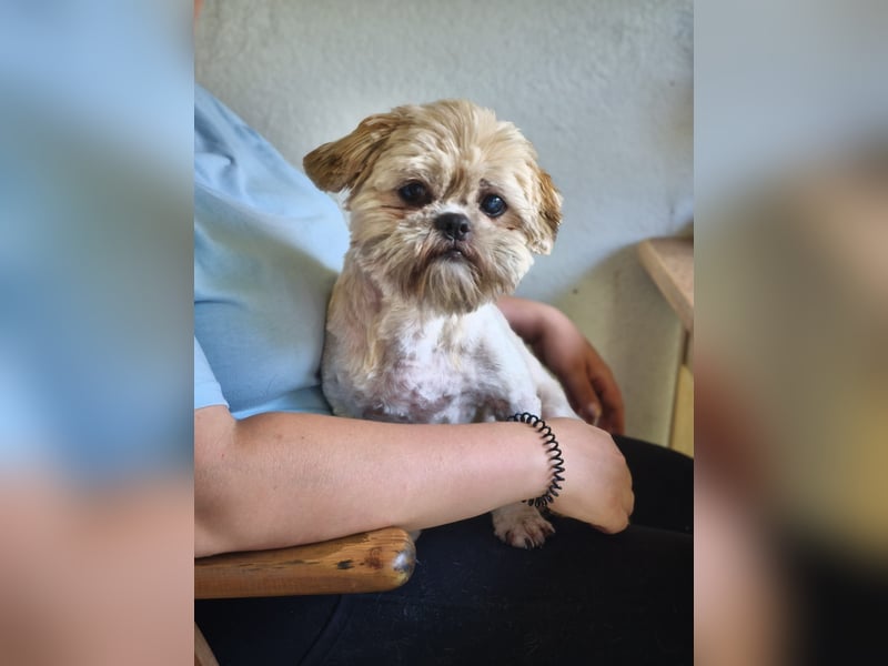 Shih Tzu Fan`s aufgepasst: der katzenverträgliche LEO wartet in Kamp-Lintfort auf DICH!  MIT VIDEO!