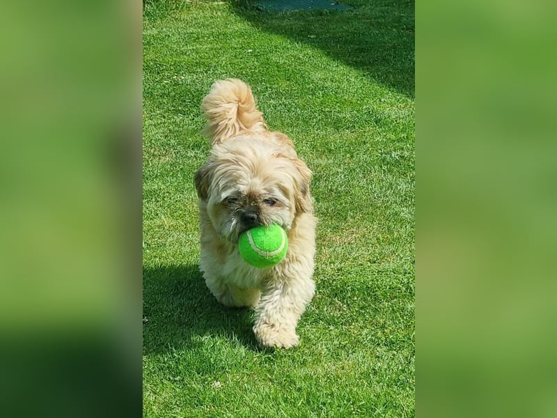 Shih Tzu Fan`s aufgepasst: der katzenverträgliche LEO wartet in Kamp-Lintfort auf DICH!  MIT VIDEO!