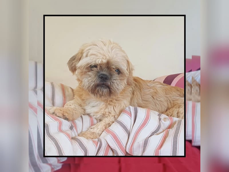 Shih Tzu Fan`s aufgepasst: hier kommt der anhängliche u. katzenverträgliche LEO! MIT VIDEO!