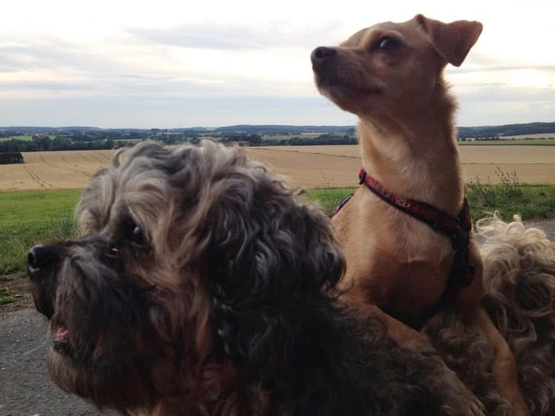 Suche Shi Tzu oder Shi Tzu Mix Welpen
