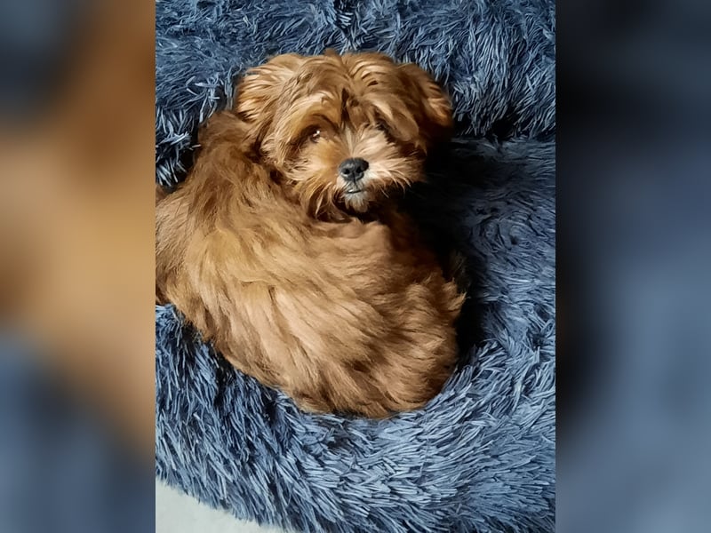 Shit Tzu Rüde