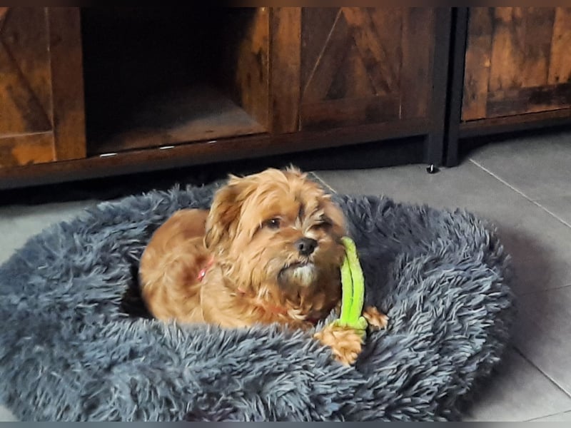 Shit Tzu Rüde