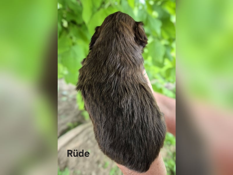 Wir haben noch zwei wunderschöne Rüden!