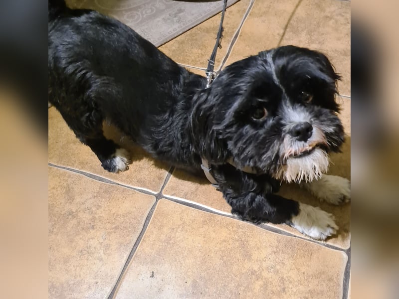 Shih-Tzu