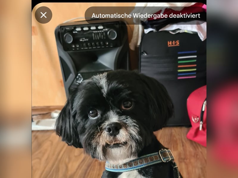 Shih-Tzu