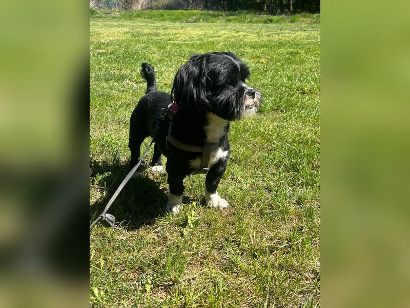 Shih-Tzu