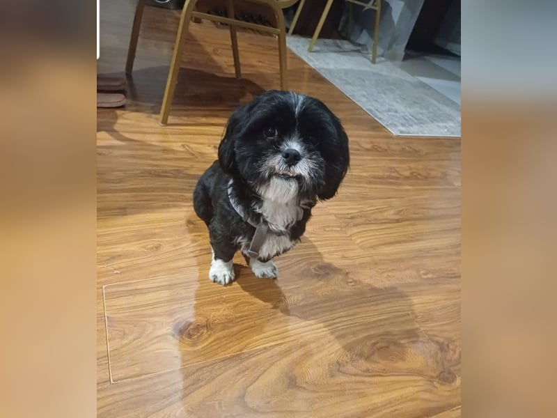 Shih-Tzu