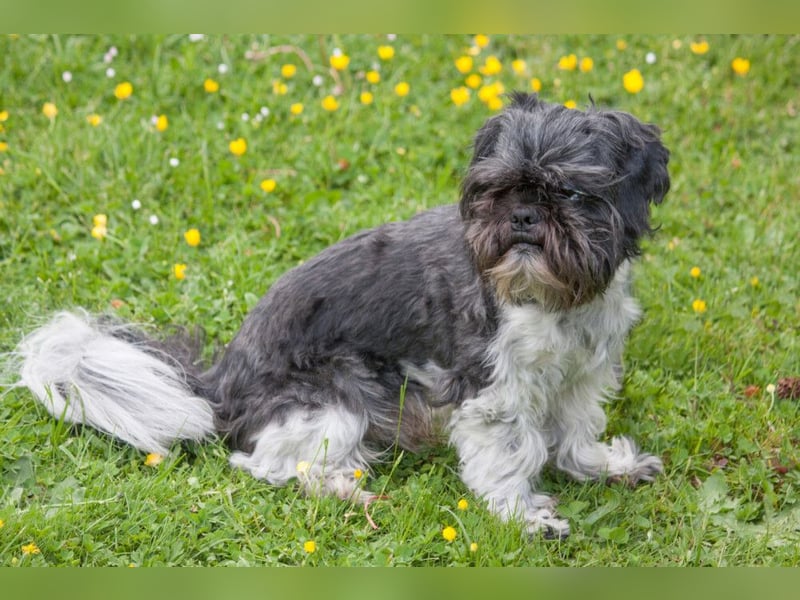 Sir Bobby - kinderlieber, gut erzogener Schatz - Tierhilfe Franken e.V.
