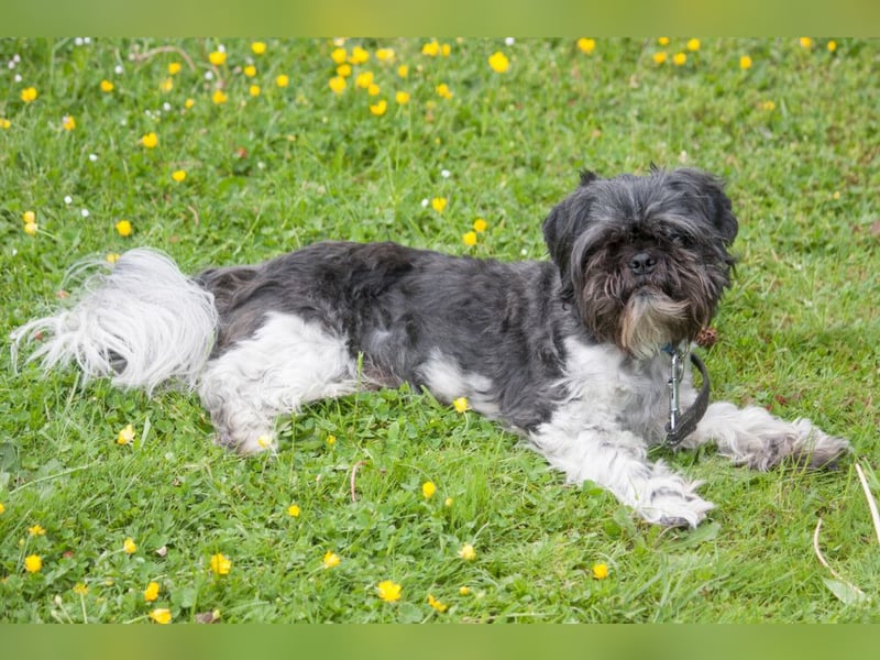Sir Bobby - kinderlieber, gut erzogener Schatz - Tierhilfe Franken e.V.