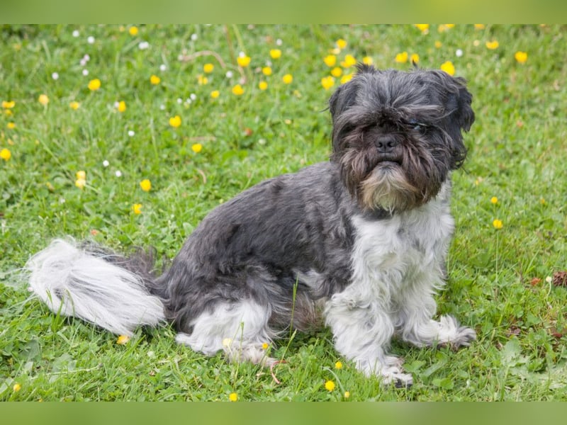 Sir Bobby - kinderlieber, gut erzogener Schatz - Tierhilfe Franken e.V.
