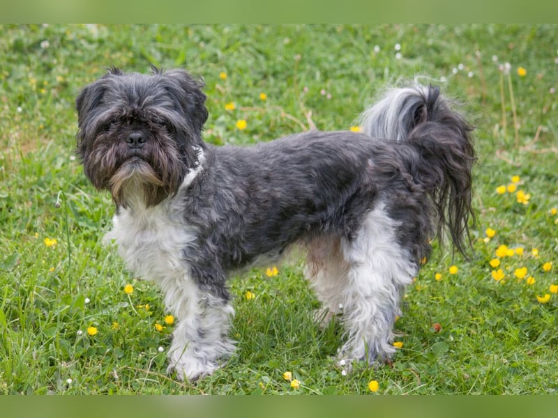 Sir Bobby - kinderlieber, gut erzogener Schatz - Tierhilfe Franken e.V.