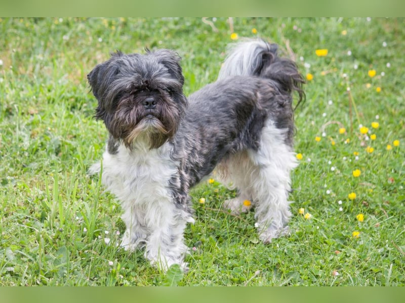 Sir Bobby - kinderlieber, gut erzogener Schatz - Tierhilfe Franken e.V.