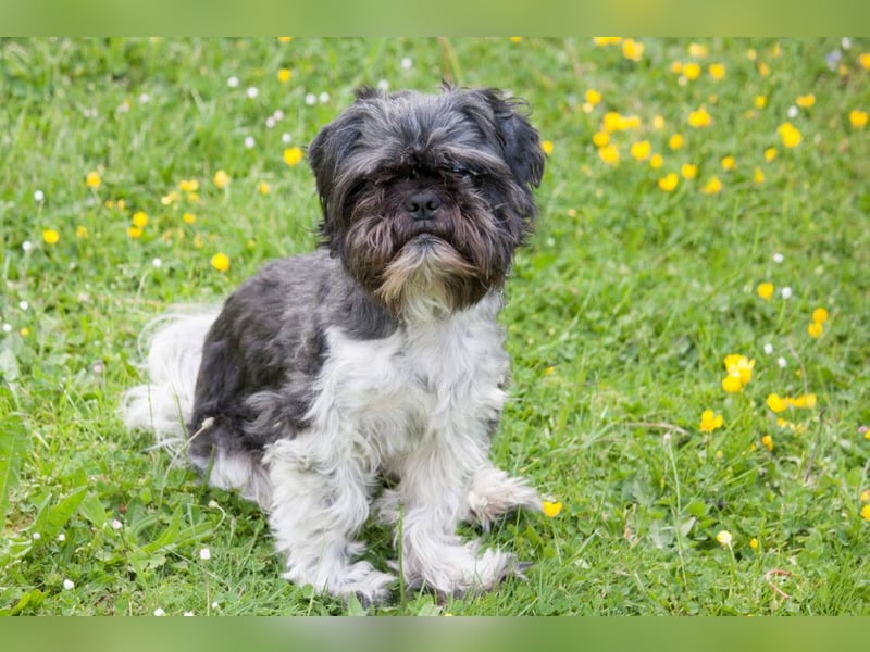Sir Bobby - kinderlieber, gut erzogener Schatz - Tierhilfe Franken e.V.