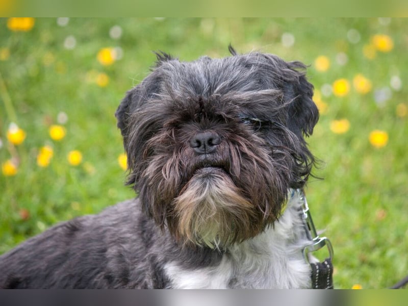 Sir Bobby - kinderlieber, gut erzogener Schatz - Tierhilfe Franken e.V.