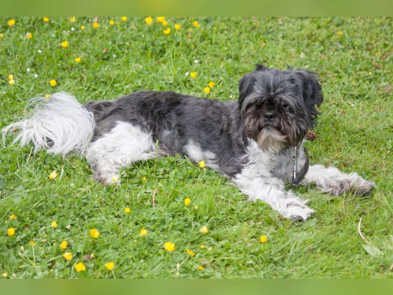 Sir Bobby - kinderlieber, gut erzogener Schatz - Tierhilfe Franken e.V.