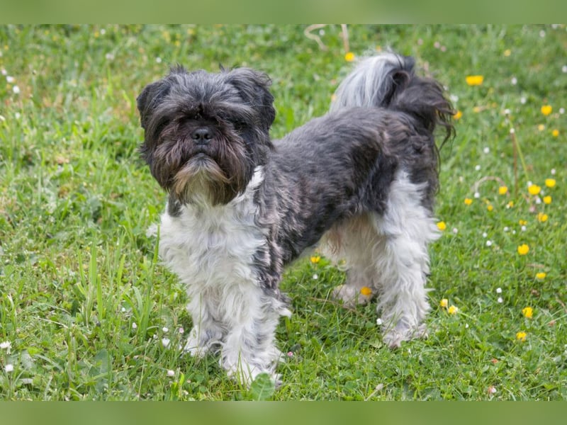 Sir Bobby - kinderlieber, gut erzogener Schatz - Tierhilfe Franken e.V.