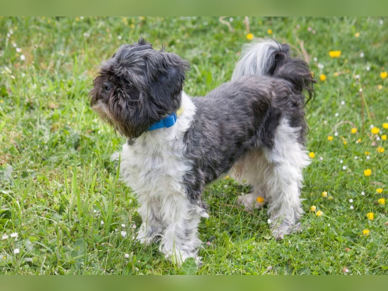 Sir Bobby - kinderlieber, gut erzogener Schatz - Tierhilfe Franken e.V.