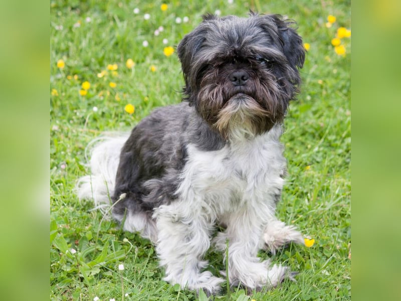 Sir Bobby - kinderlieber, gut erzogener Schatz - Tierhilfe Franken e.V.