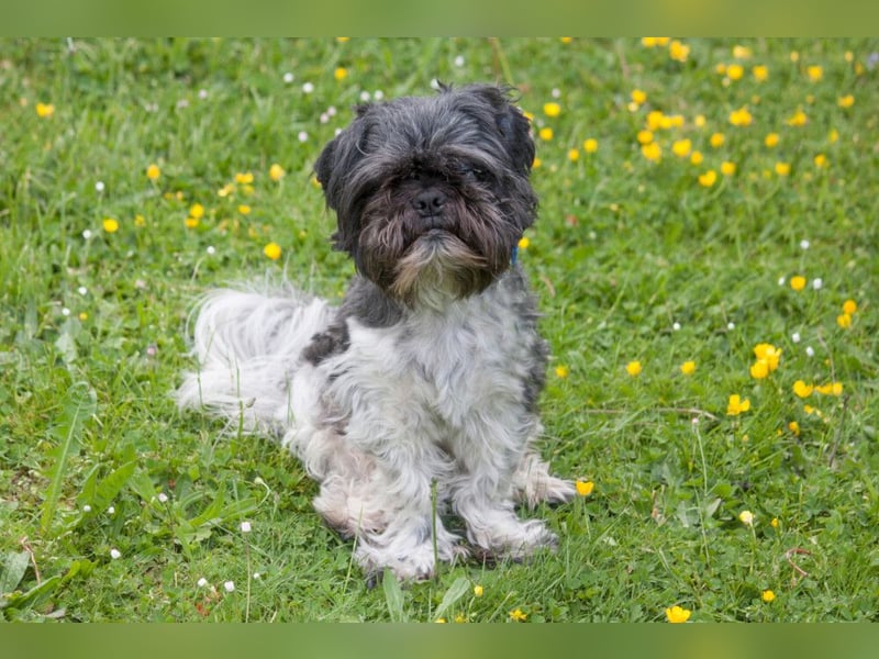 Sir Bobby - kinderlieber, gut erzogener Schatz - Tierhilfe Franken e.V.