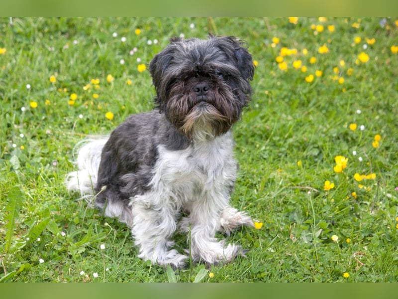 Sir Bobby - kinderlieber, gut erzogener Schatz - Tierhilfe Franken e.V.