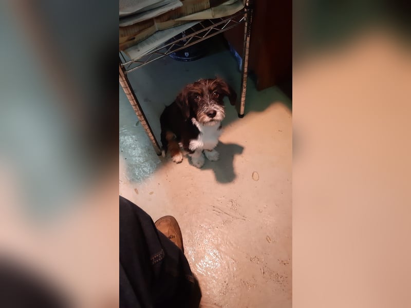 Benji