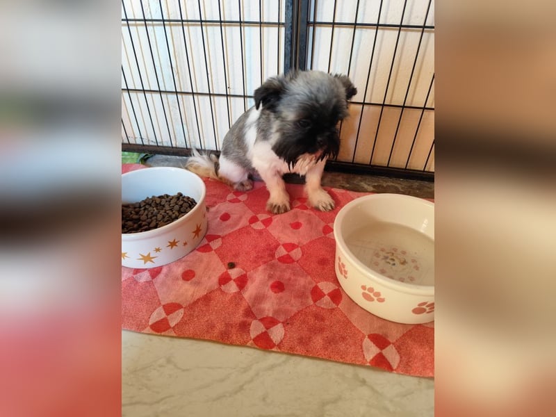 Fynn - Wer spendet dem kleinen Mann Liebe und Geborgenheit, trotz Handicap