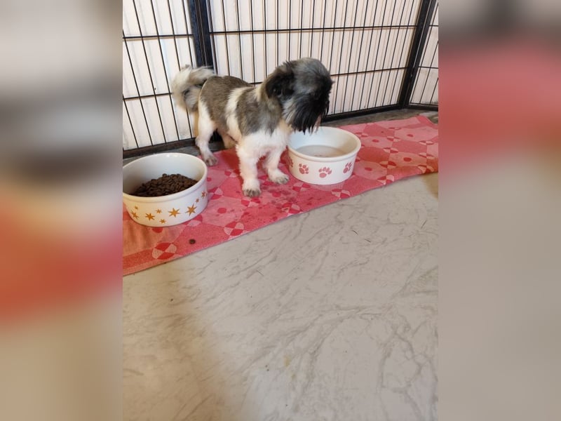 Fynn - Wer spendet dem kleinen Mann Liebe und Geborgenheit, trotz Handicap