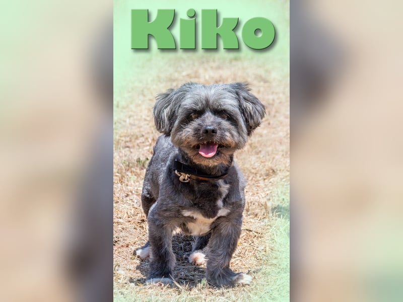 Kiko - ein charmanter Junge