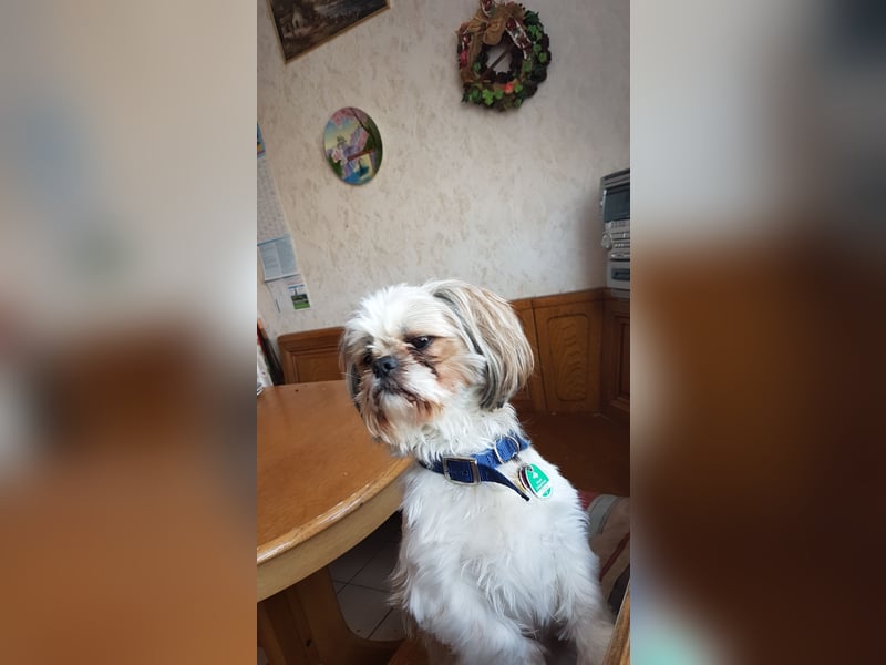 Ich der Sammy von der Hunte möchte euch gerne decken.