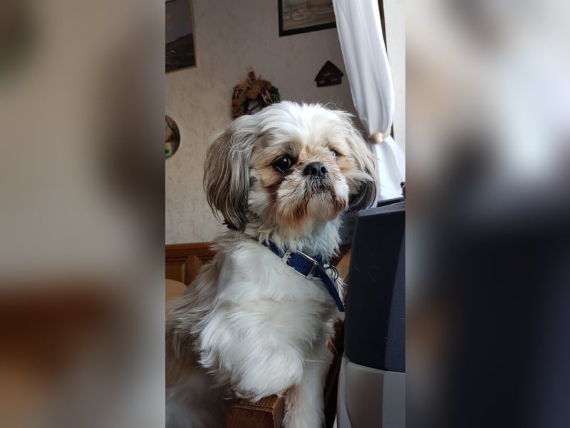 Ich der Sammy von der Hunte möchte euch gerne decken.