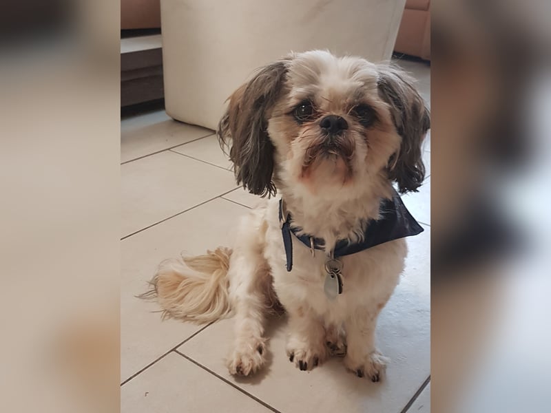 Ich der Sammy von der Hunte möchte euch gerne decken.