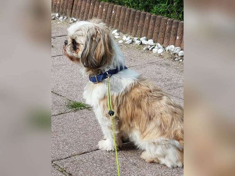 Ich der Sammy von der Hunte möchte euch gerne decken.