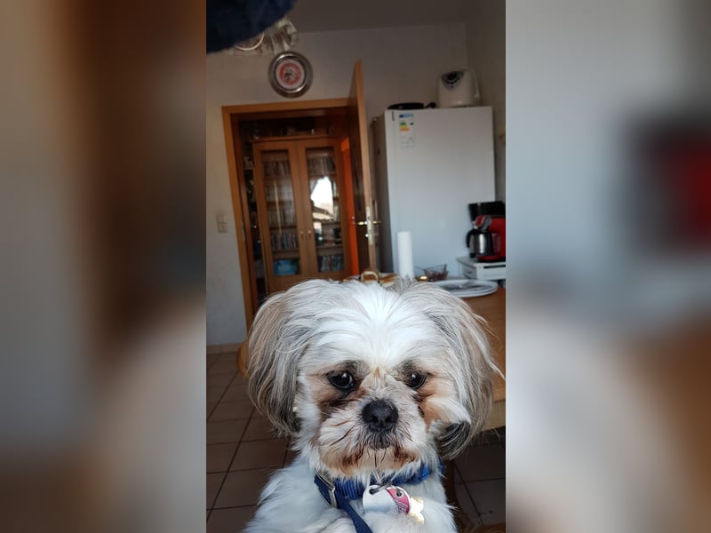 Ich der Sammy von der Hunte möchte euch gerne decken.