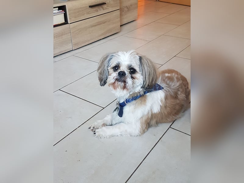 Ich der Sammy von der Hunte möchte euch gerne decken.