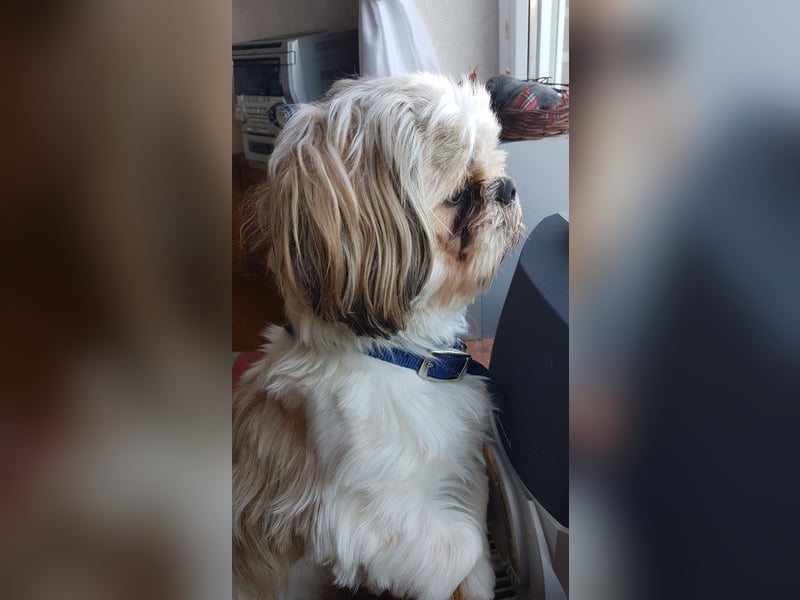 Ich der Sammy von der Hunte möchte euch gerne decken.