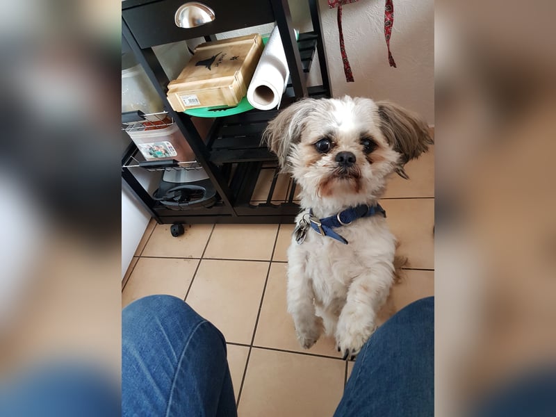 Ich der Sammy von der Hunte möchte euch gerne decken.