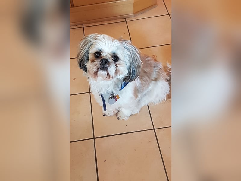 Ich der Sammy von der Hunte möchte euch gerne decken.