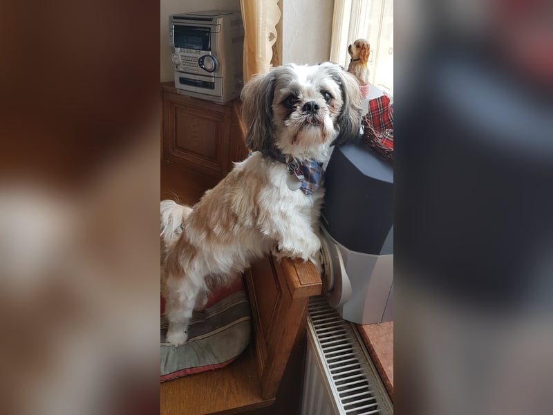 Ich der Sammy von der Hunte möchte euch gerne decken.